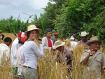 Cultivating Rice by Lindsay DeVito Bourgoine