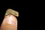 Collecting data on the Usambara pitted pygmy chameleon at the Amani Nature Reserve in Tanzania.